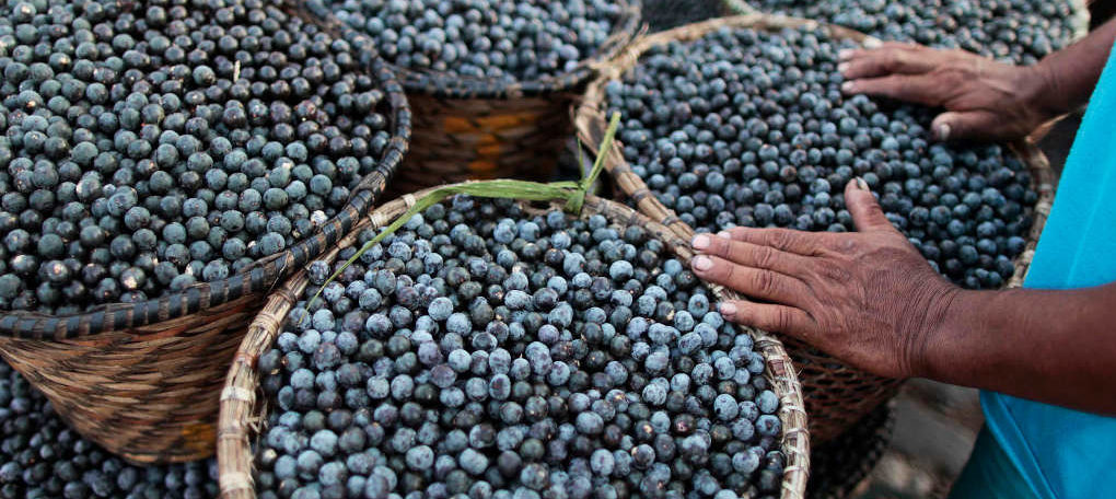 Acai Raw or Processed