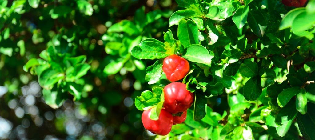 acerola 2