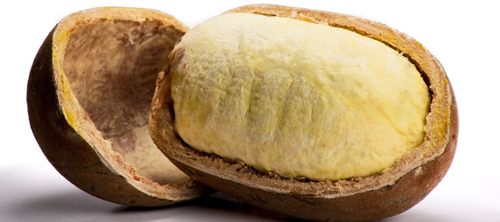 Cupuaçu - the Amazonian healthy fruit