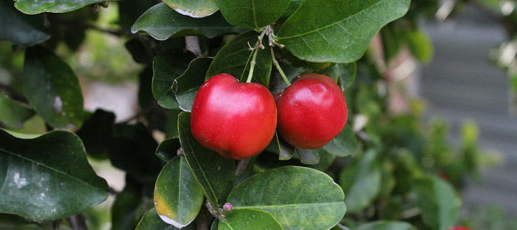 Acerola