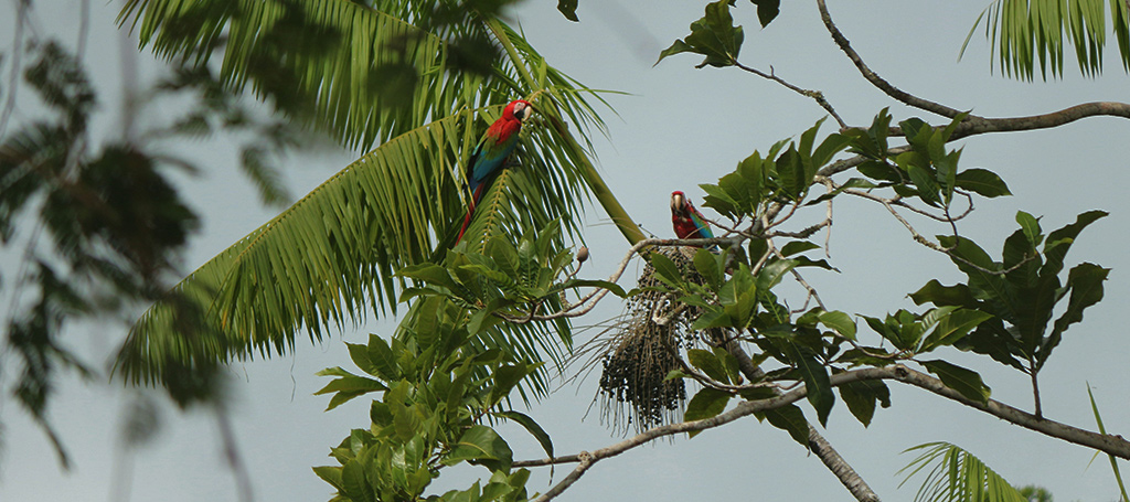 Scarlet macaws perched on açaí palms in the Brazilian rainforest, symbolising sustainable sourcing of antioxidant fruit pulps.