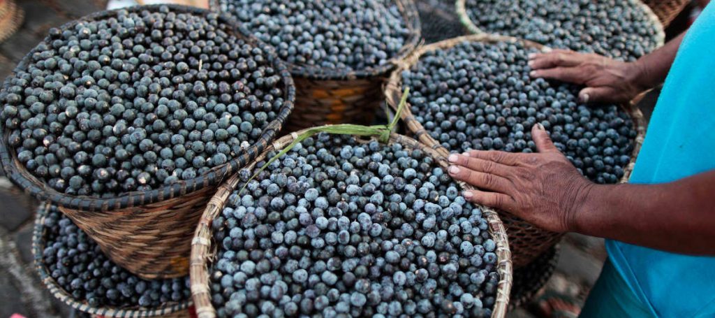 What is Açaí?